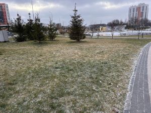 Улатакка вăрманта вăрахчен йывăçа таккать – çанталăк пăсăласса